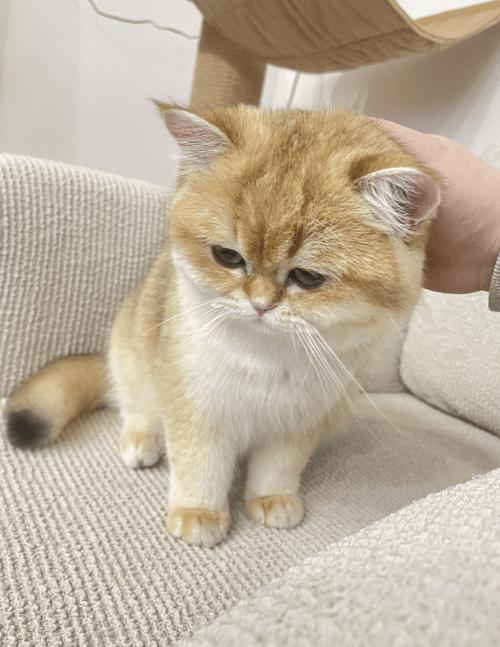 猫疯跑的原因是什么