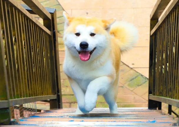 怎么让狗狗不乱叫