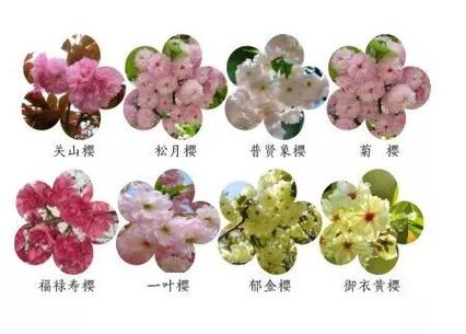 樱花中最漂亮品种排名