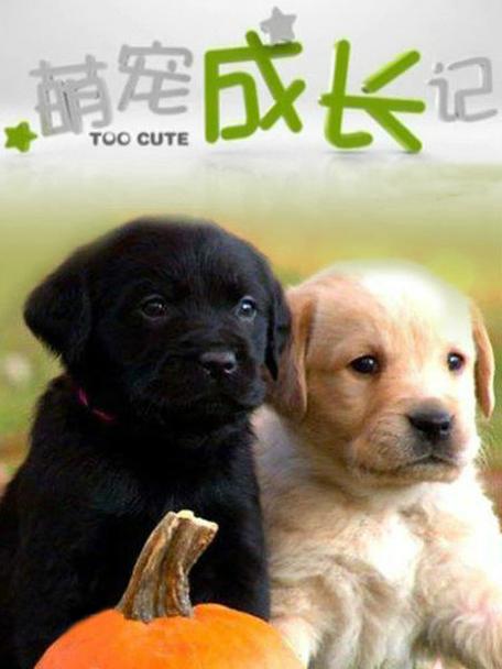 萌宠记录片