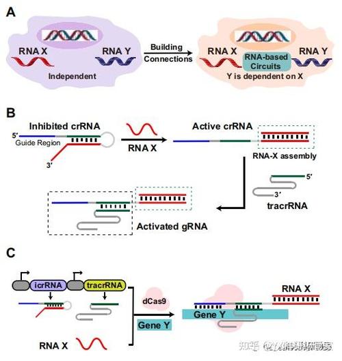 cas9基因编辑技术原理