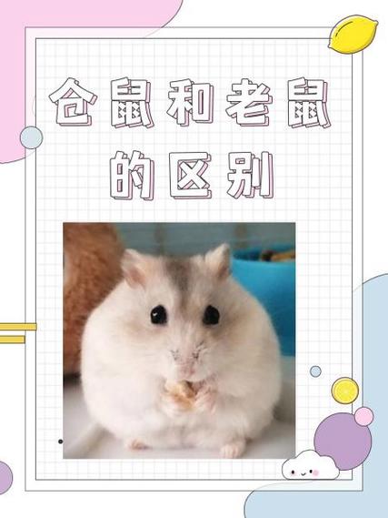 老鼠和仓鼠哪个体积大