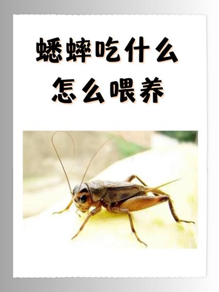 吃蟋蟀对鸟有好处吗