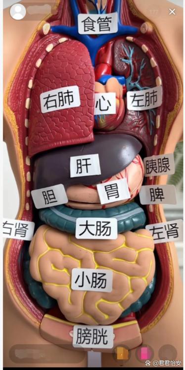 人体的五脏是哪五脏?