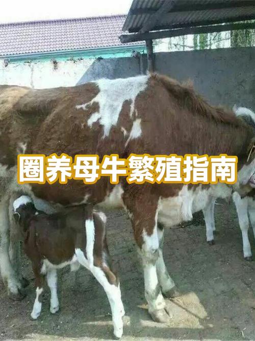 圈养牛的饲养方法