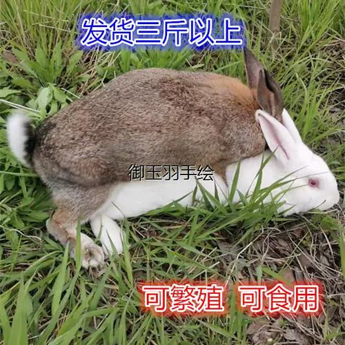 商品兔可以做种兔吗
