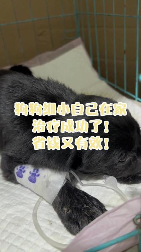狗狗细小怎么在家治疗