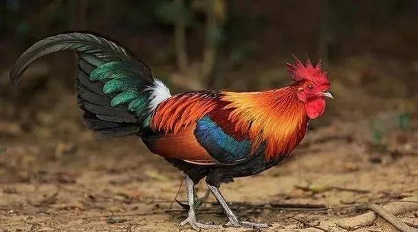 cock的中文意思