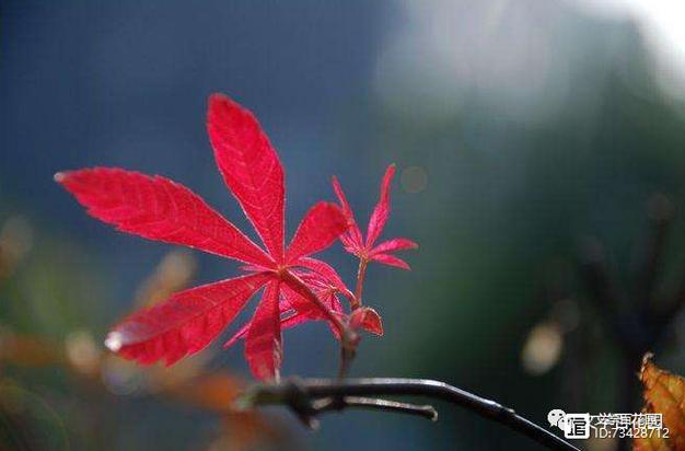 红枫叶子干枯还能活吗