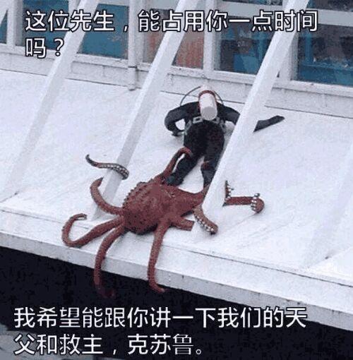 章鱼表情包