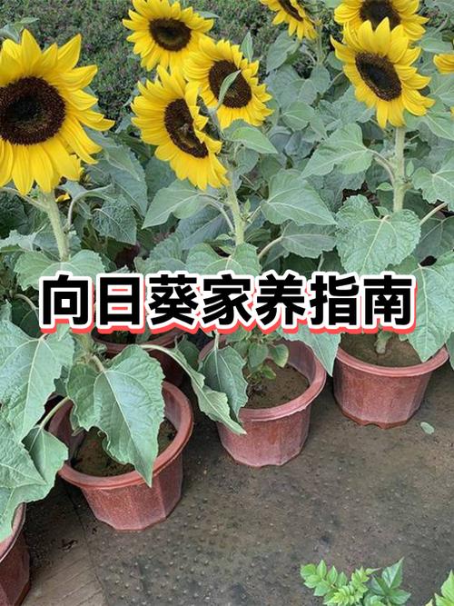 向日葵哪个版本最好用缩略图