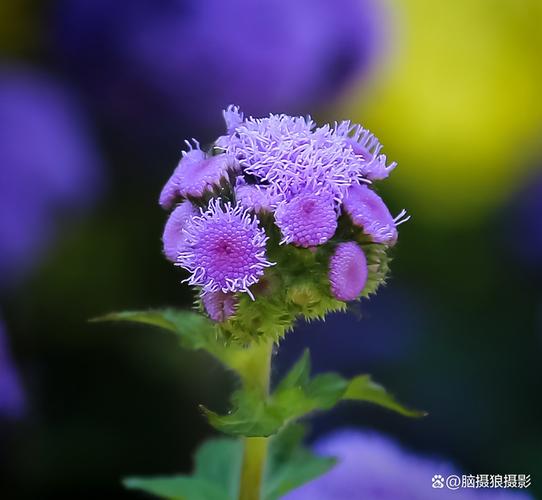 魅族16拍照不清晰