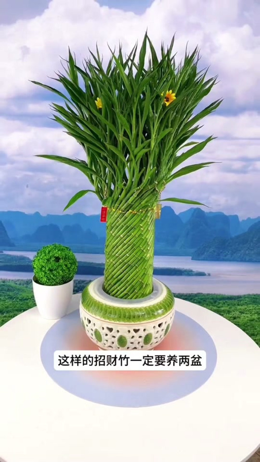 招财竹开花是什么样的