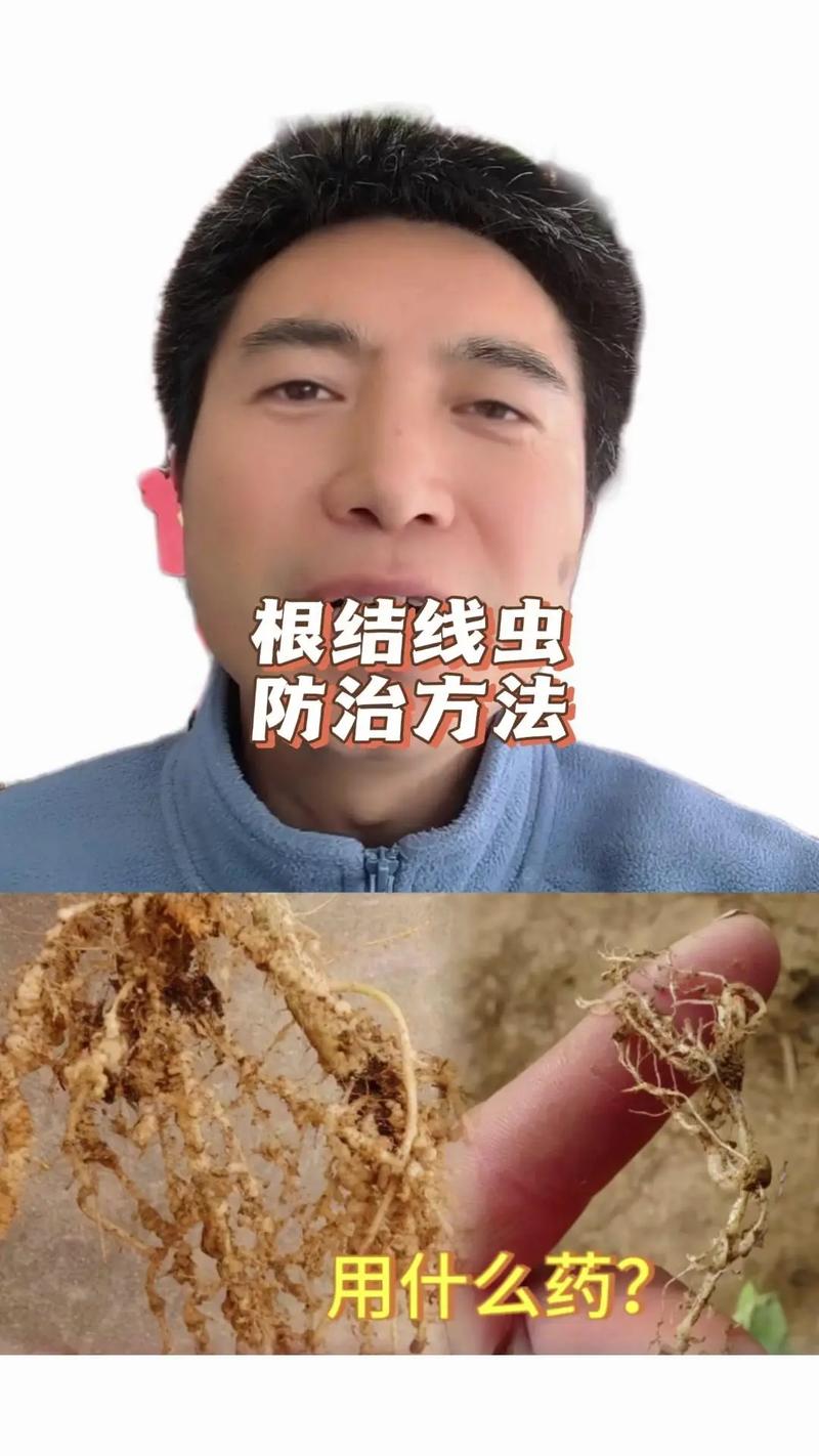 马桶底部有小黑线虫