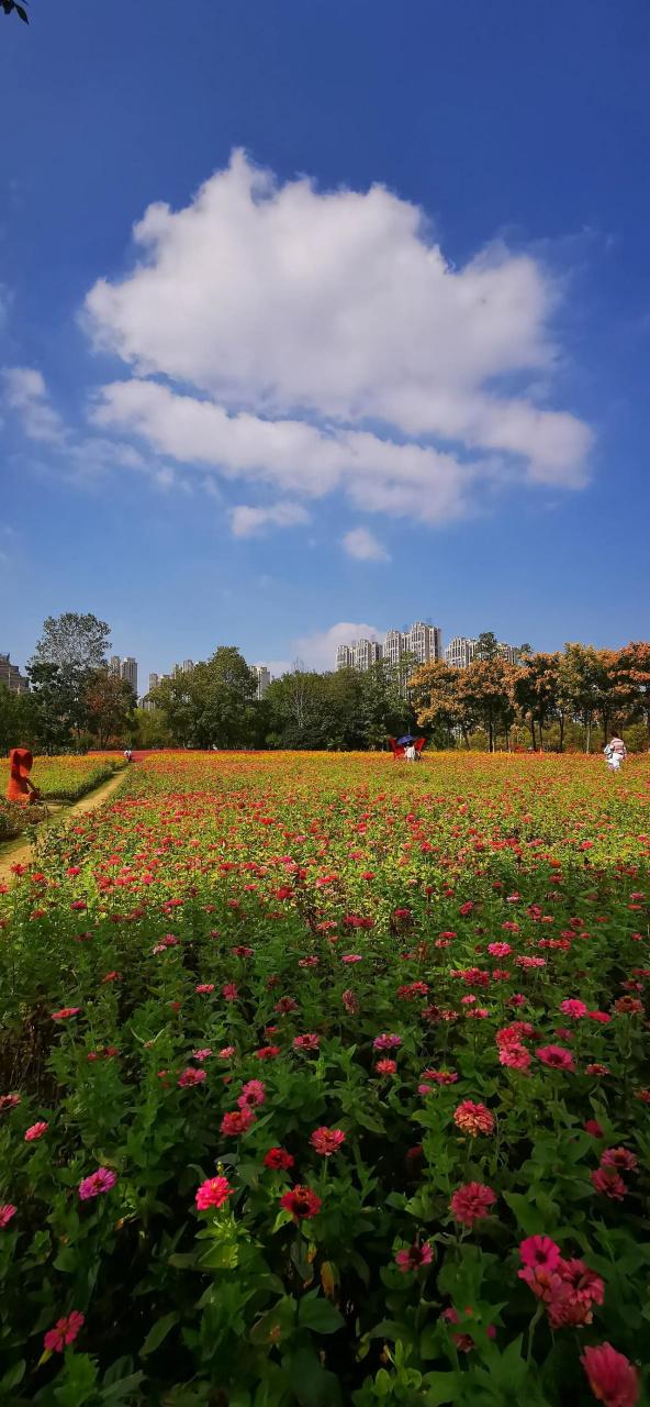 公园里的花都开了有哪些花截图