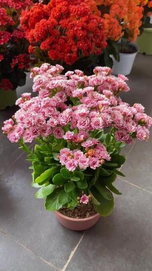 室内好养的花卉盆栽有哪些