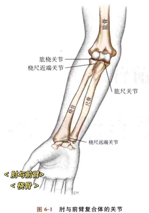 两节胳膊之间的部位叫啥