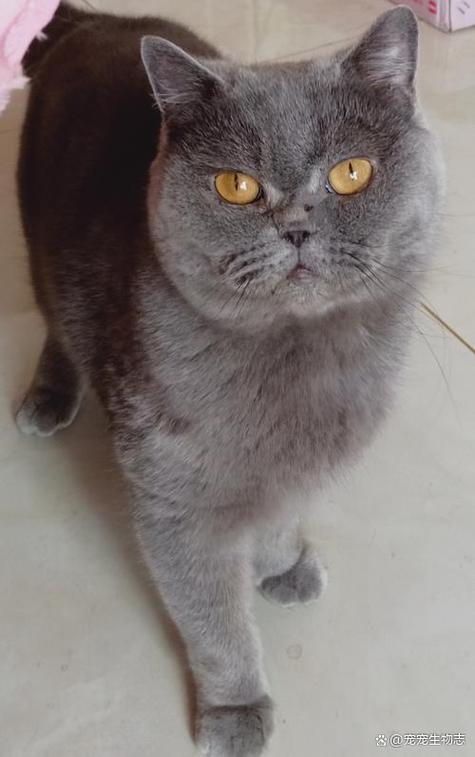 中和蓝猫