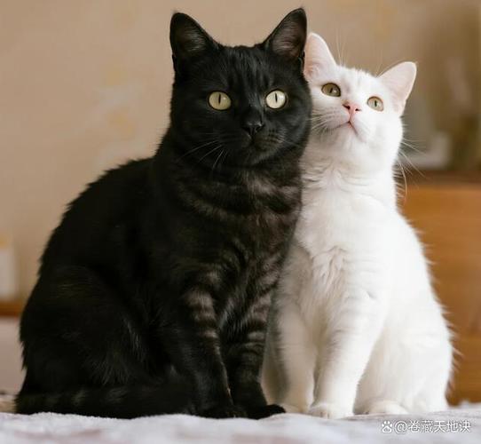 流浪猫真的会选主人缩略图