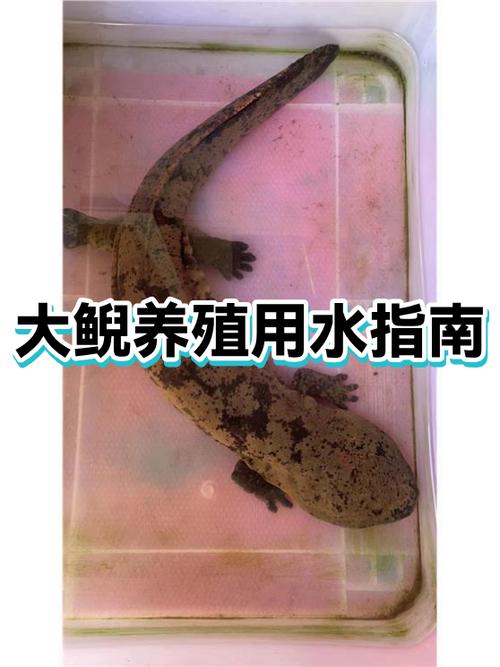 蛙蛙鱼怎样养殖