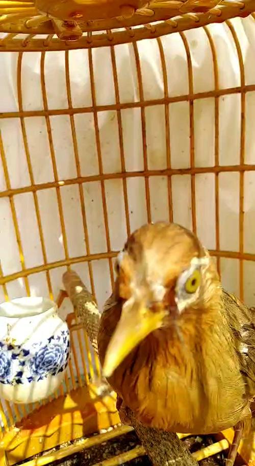 画眉鸟如何提性养膘