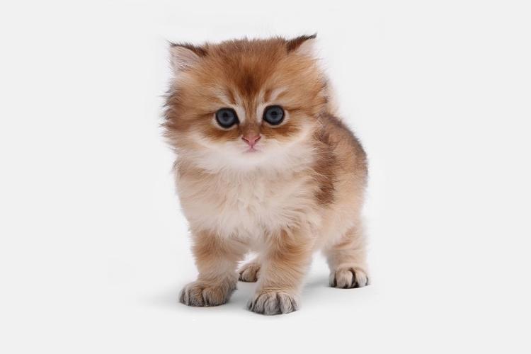 猫咪网页版官方网址