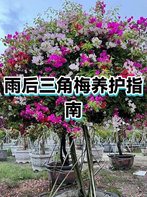 怎样让三角梅枝条粗壮图标