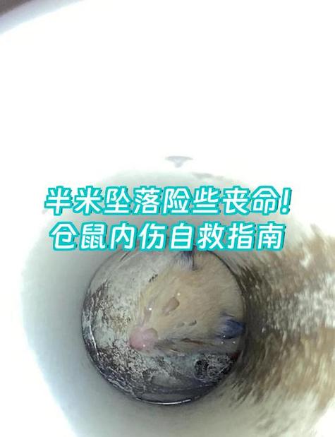 仓鼠摔了一下就很害怕怎么办