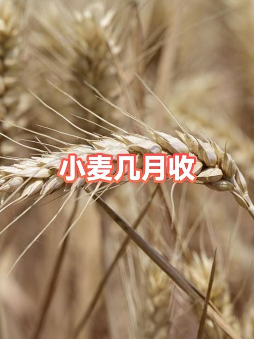收小麦赚钱吗