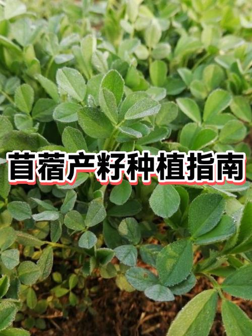 苜蓿菜为何要尽量少吃