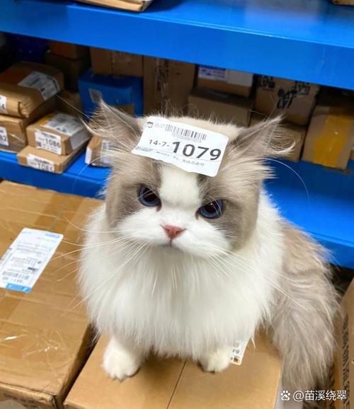 出售猫的朋友圈怎么写