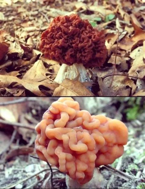常见的菌菇