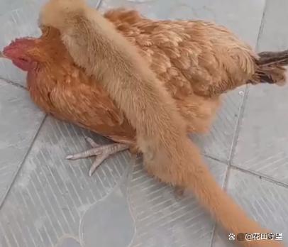 突然死的鸡可以吃吗