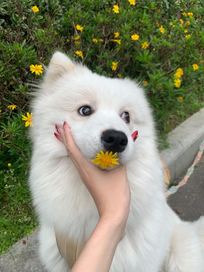 萨摩耶抚慰犬花花by多吃多睡