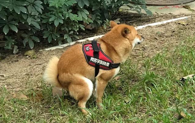 柴犬不在家里拉屎