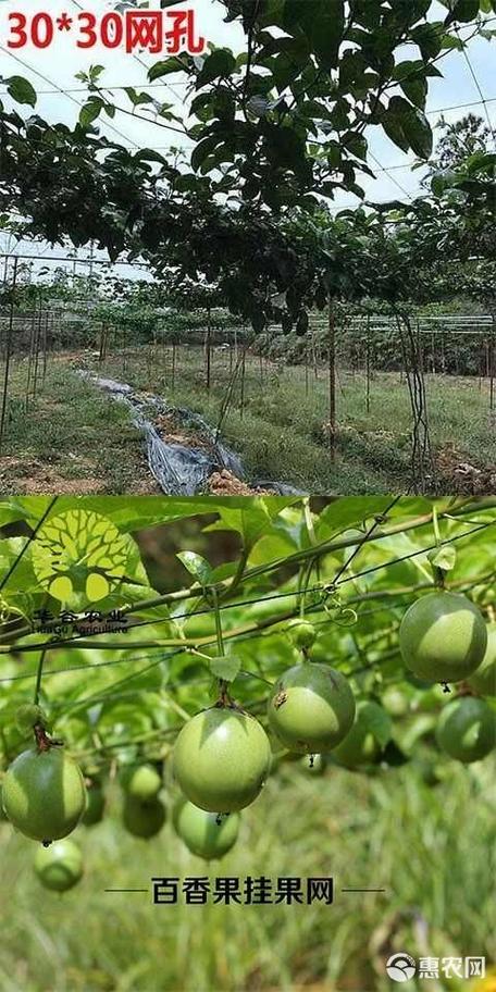 百香果拉网离地的高度