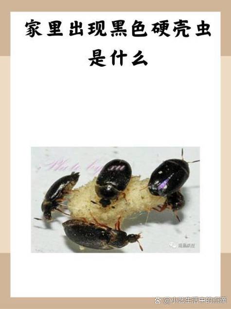 家里虫子图片大全