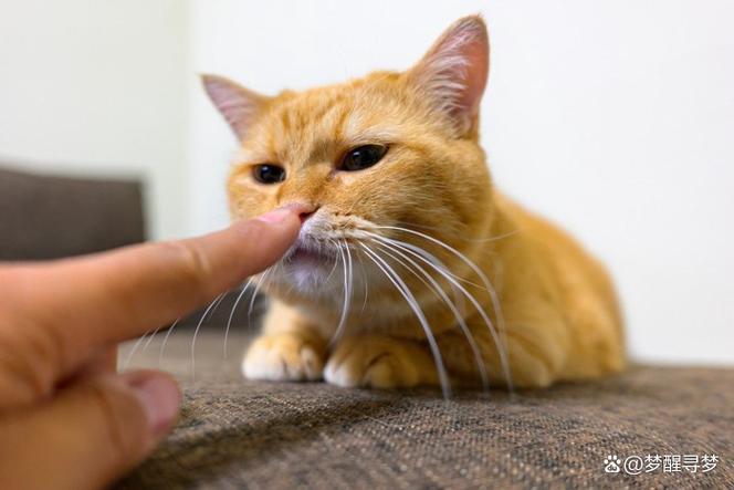 什么东西猫闻了不会靠近