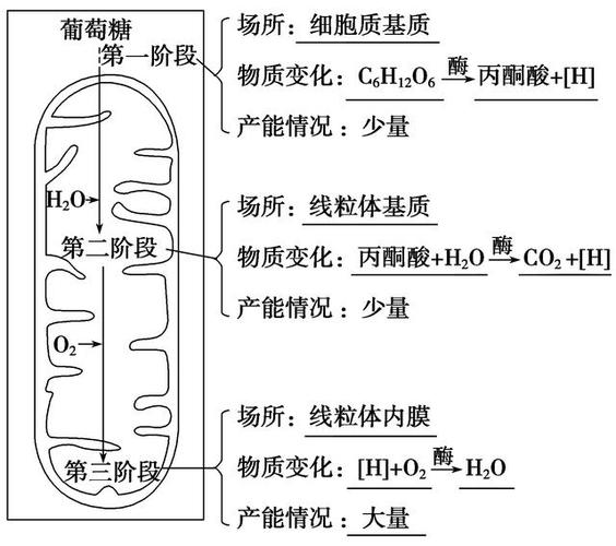呼吸作用三个过程