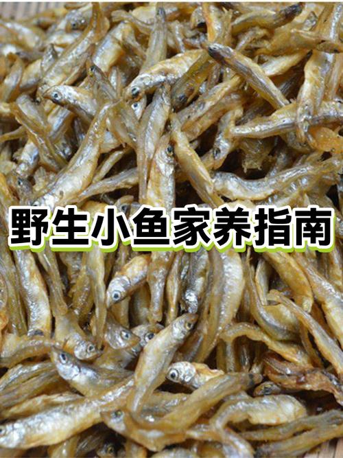 小鱼在家好吗