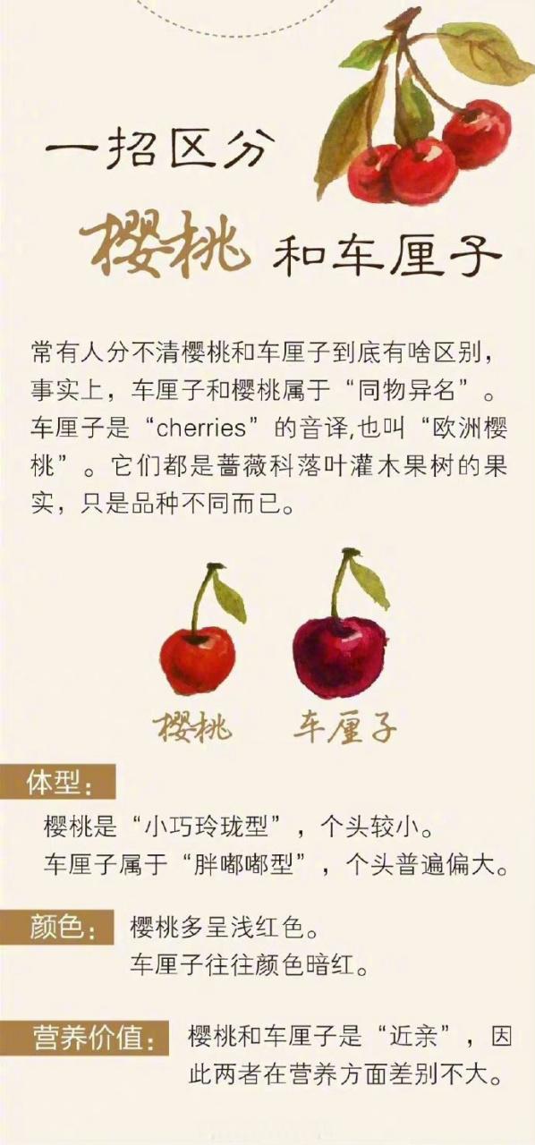 车厘子与樱桃的区别