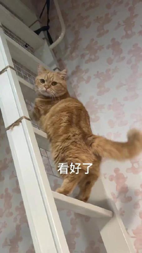 怎么教猫爬笼子里的楼梯