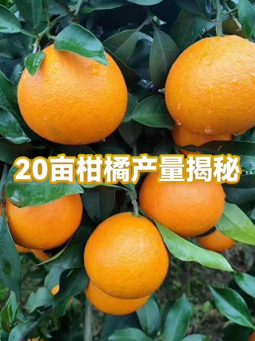 一亩橘子年收入多少钱