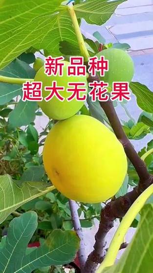 十大口感最好的无花果