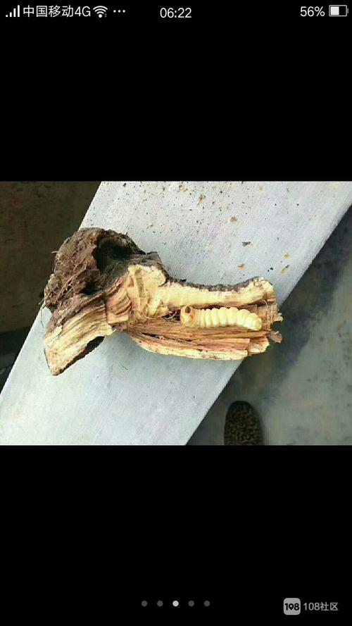 无叶狼虫树图片