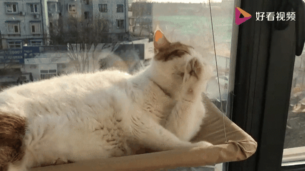 家里背阴猫咪晒不到太阳