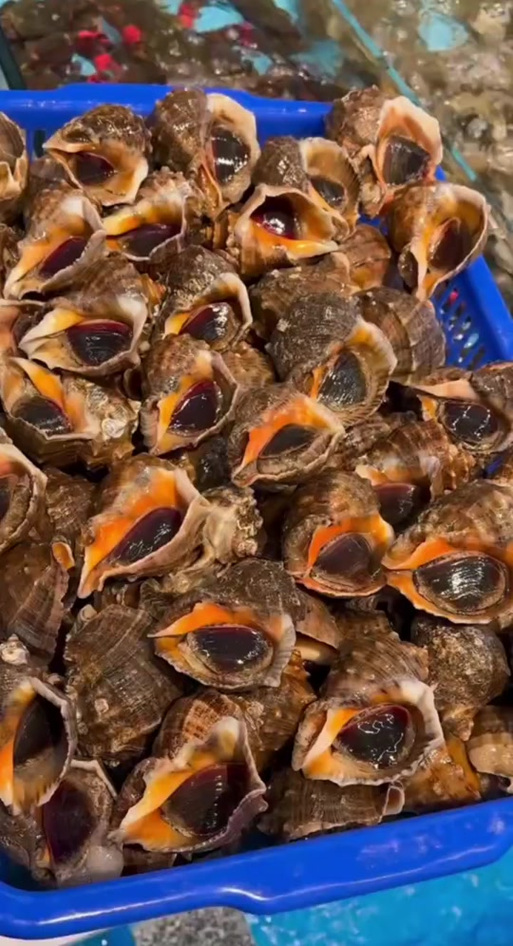 大海螺有几种