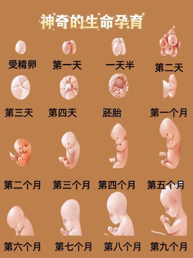 旅行者让胡桃怀小宝宝