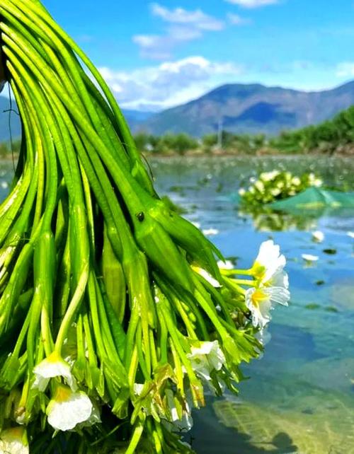 泸沽湖花叫什么