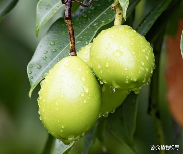 芒果和杧果一样吗